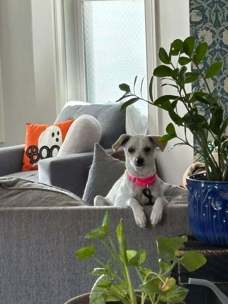 Enlarge Hazel Rose, a Adoptable mixed breed in Saugus, MA image 1/6