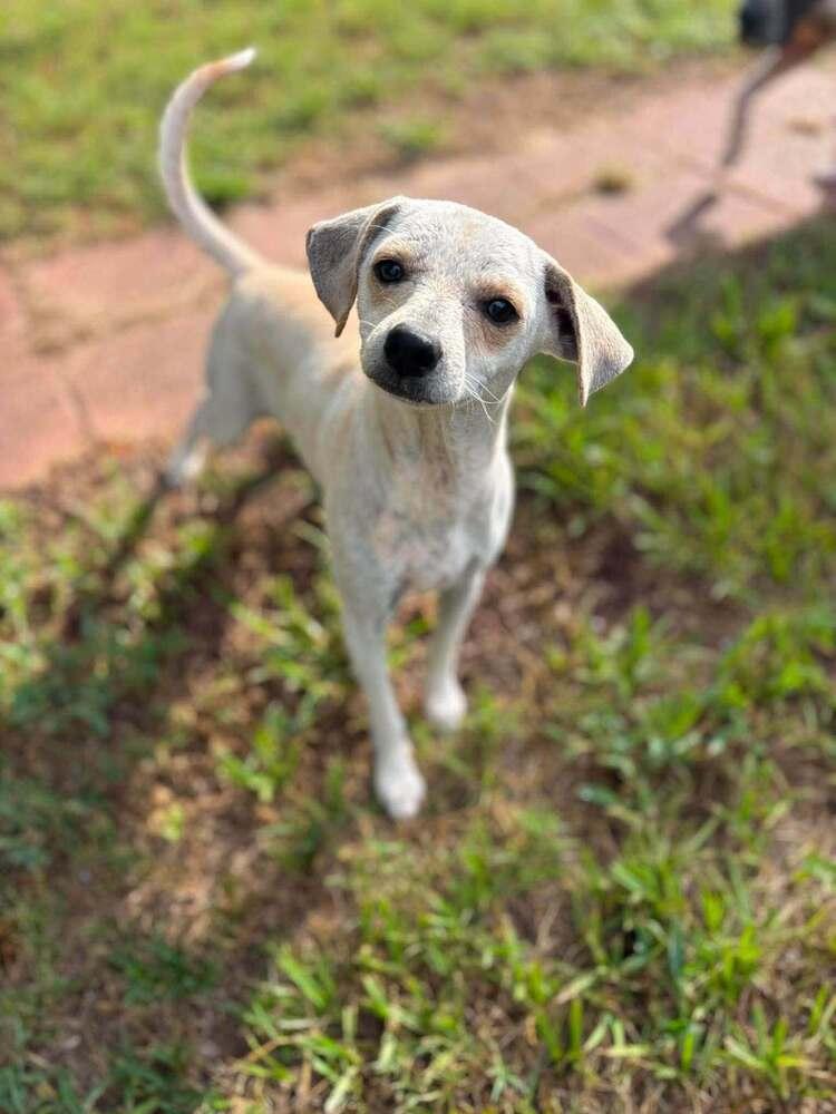 Enlarge Hazel Rose, a Adoptable mixed breed in Saugus, MA image 2/6