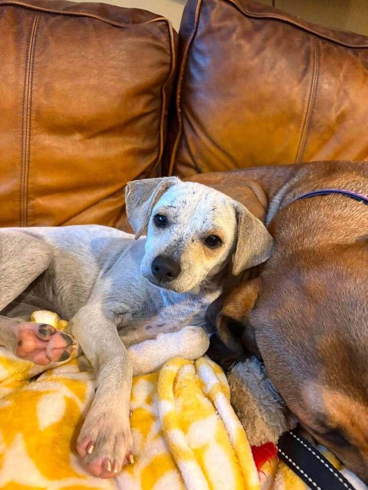Enlarge Hazel Rose, a Adoptable mixed breed in Saugus, MA image 3/6