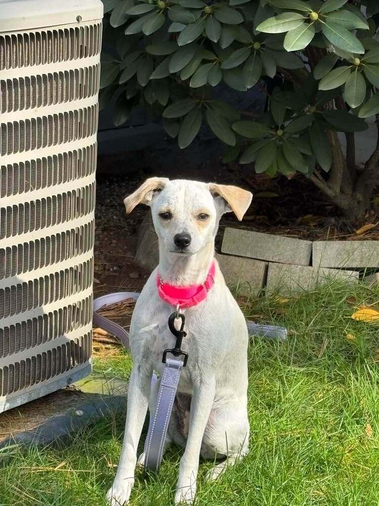 Enlarge Hazel Rose, a Adoptable mixed breed in Saugus, MA image 4/6