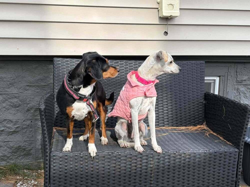 Enlarge Hazel Rose, a Adoptable mixed breed in Saugus, MA image 5/6