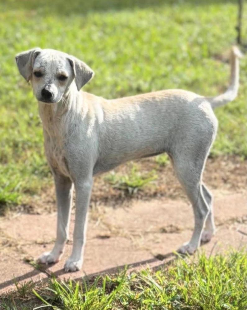 Enlarge Hazel Rose, a Adoptable mixed breed in Saugus, MA image 6/6
