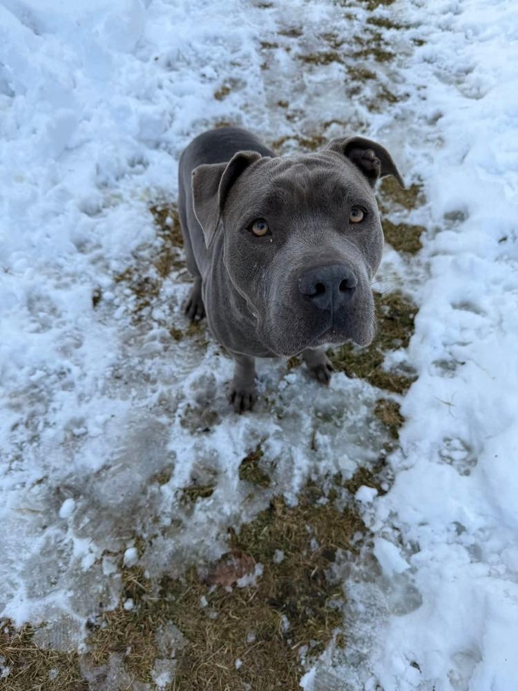 Enlarge Bentley, a Adoptable mixed breed in Saugus, MA image 2/6