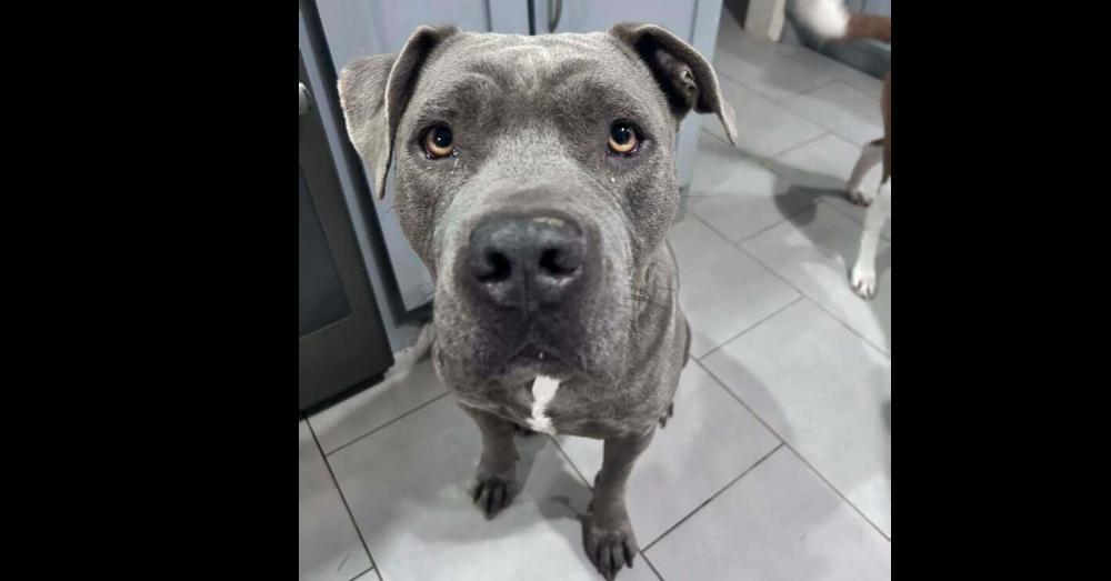 Enlarge Bentley, a Adoptable mixed breed in Saugus, MA image 3/6