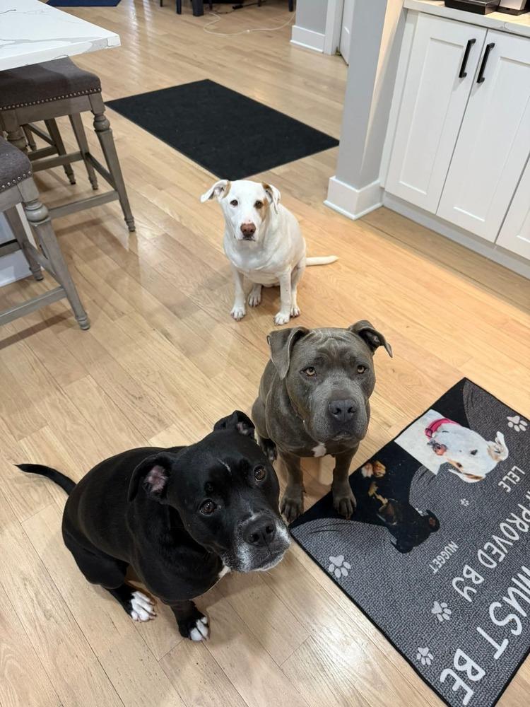 Enlarge Bentley, a Adoptable mixed breed in Saugus, MA image 4/6