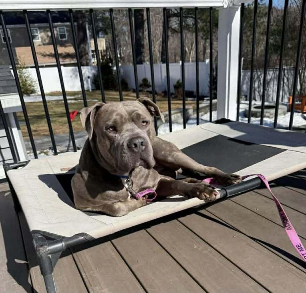 Enlarge Bentley, a Adoptable mixed breed in Saugus, MA image 5/6