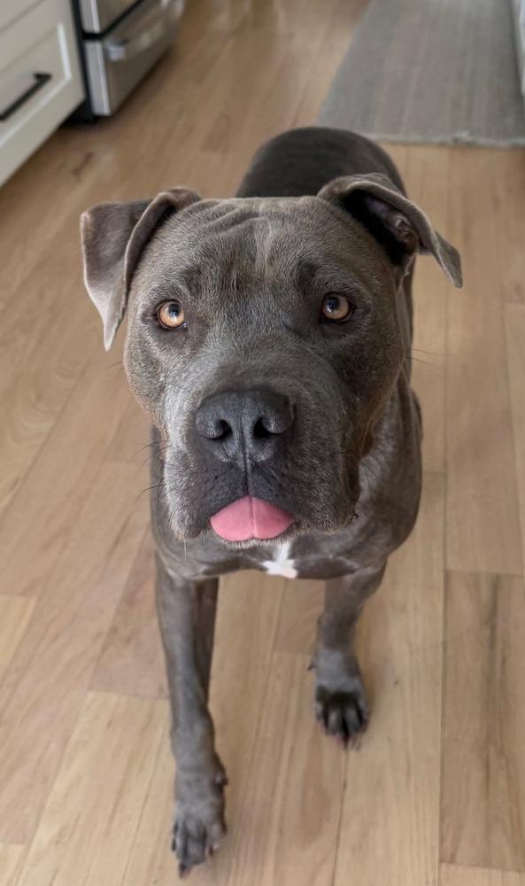 Enlarge Bentley, a Adoptable mixed breed in Saugus, MA image 6/6