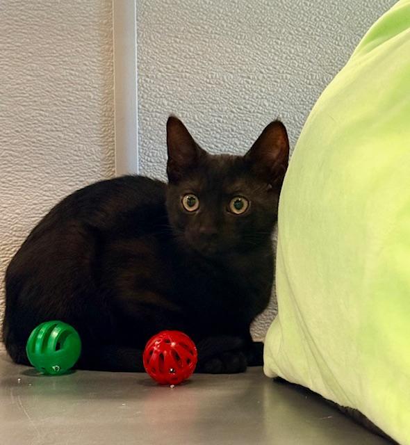 Raven, ADOPTABLE, Kitten Female Domestic Short Hair.