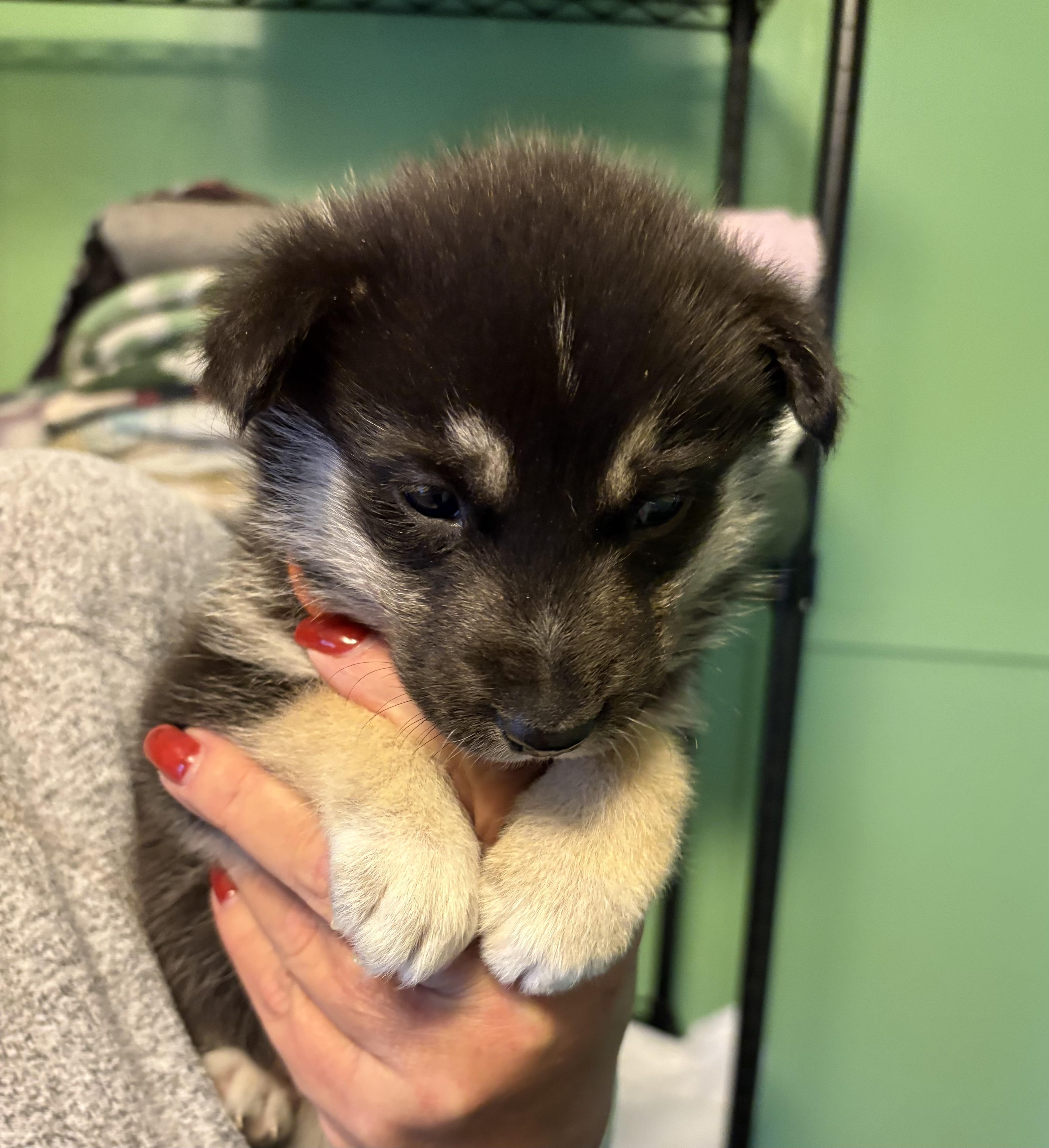 Pepper, Adoptable, Puppy Female Husky.