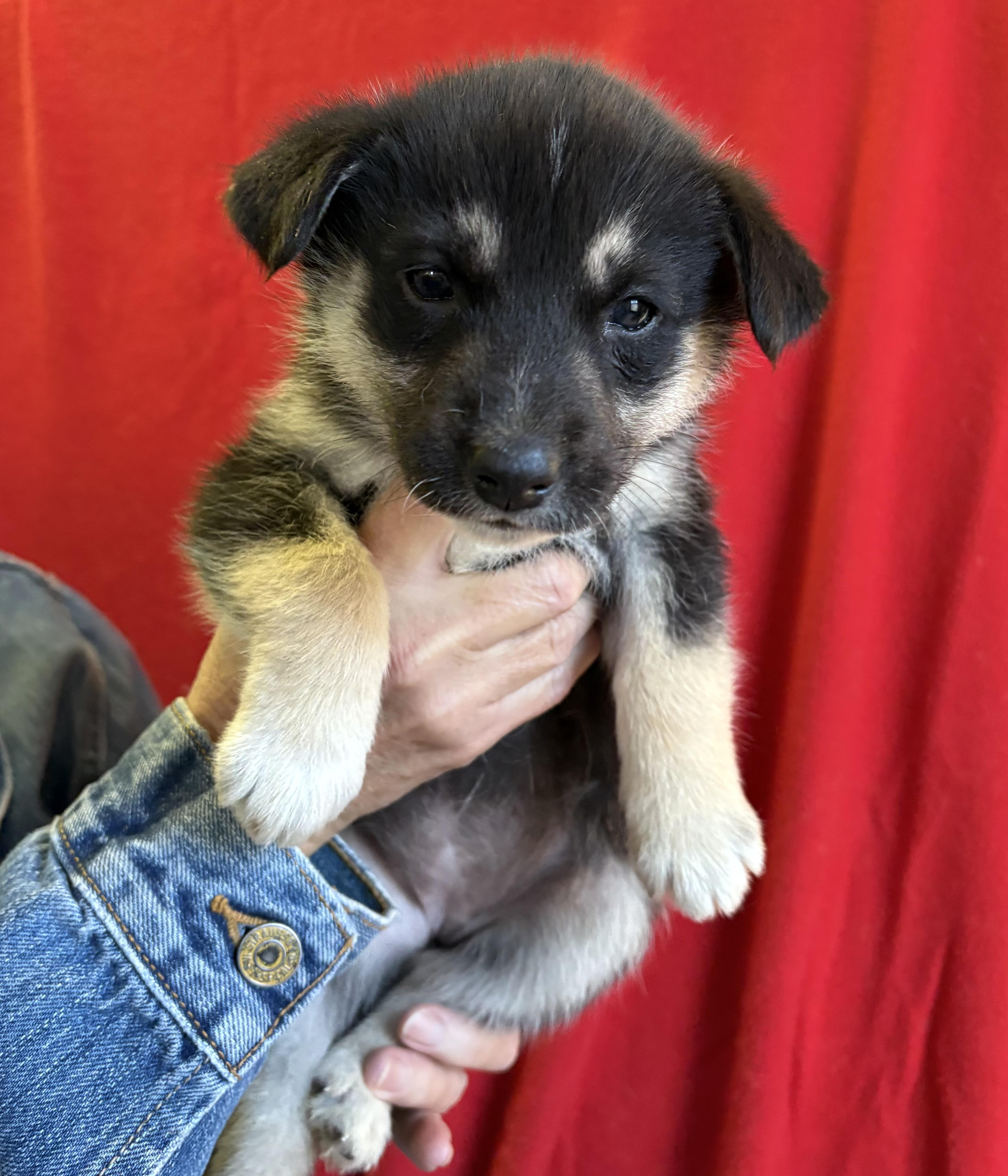 Pepper, a Adoptable Husky in Cherokee Village, AR image 2/2