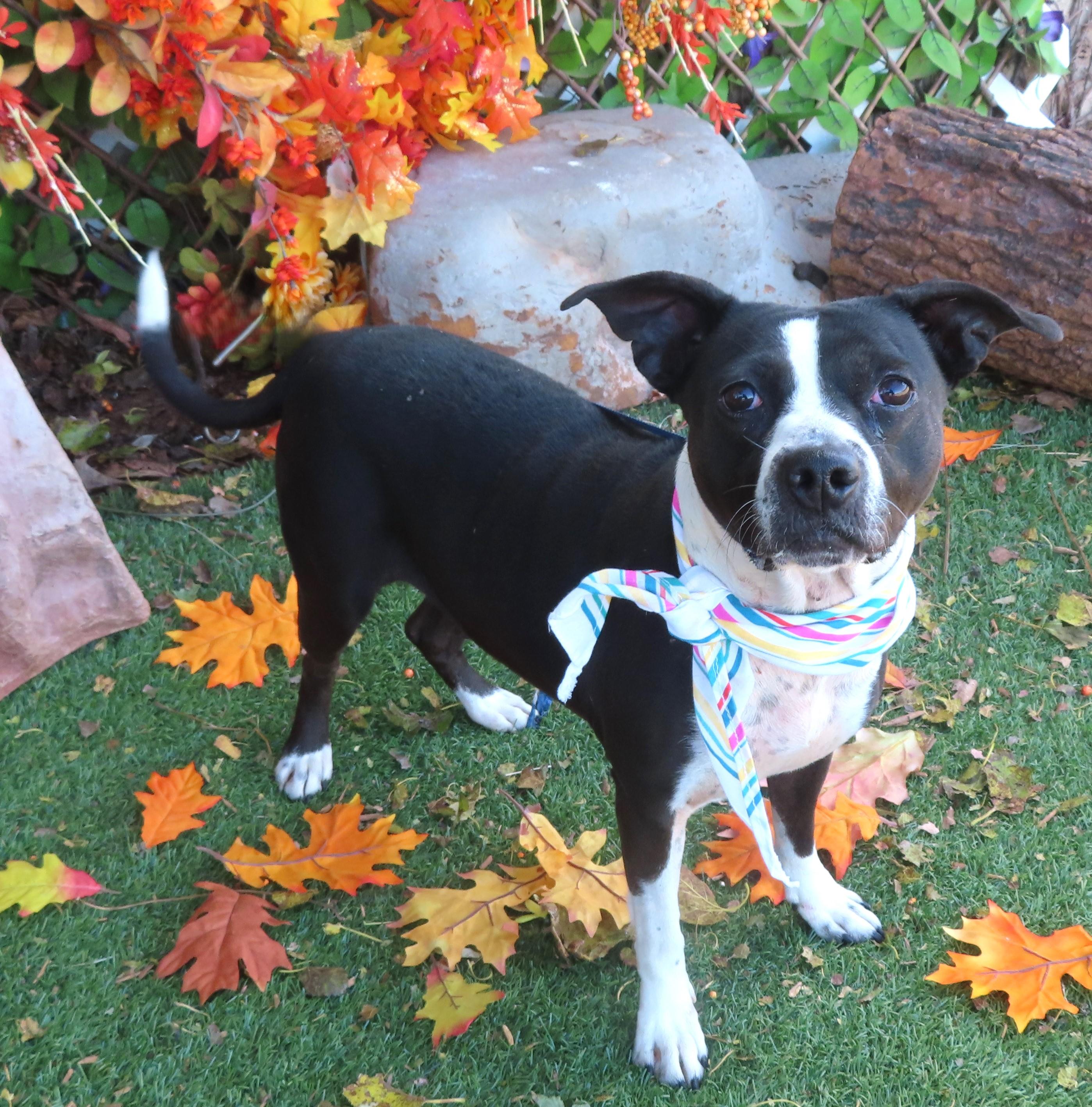 AMBROSIA 465524 Only32Pounds!