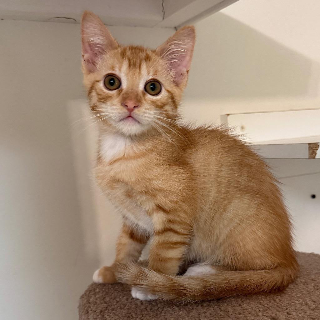Sunkist, Adoptable, Kitten Male Domestic Short Hair.