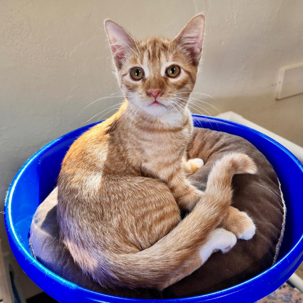 Enlarge Sunkist, a Adoptable mixed breed in Cambria, CA image 4/6