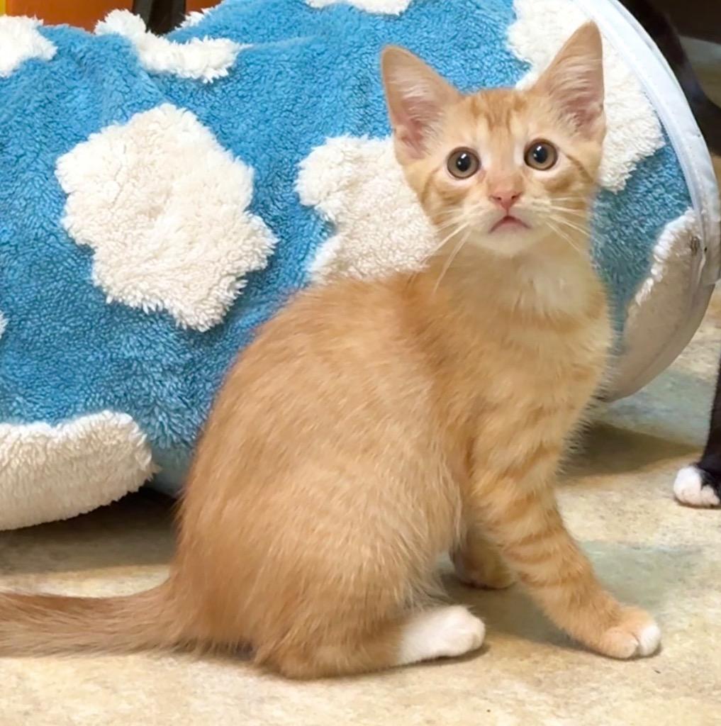 Enlarge Sunkist, a Adoptable mixed breed in Cambria, CA image 5/6