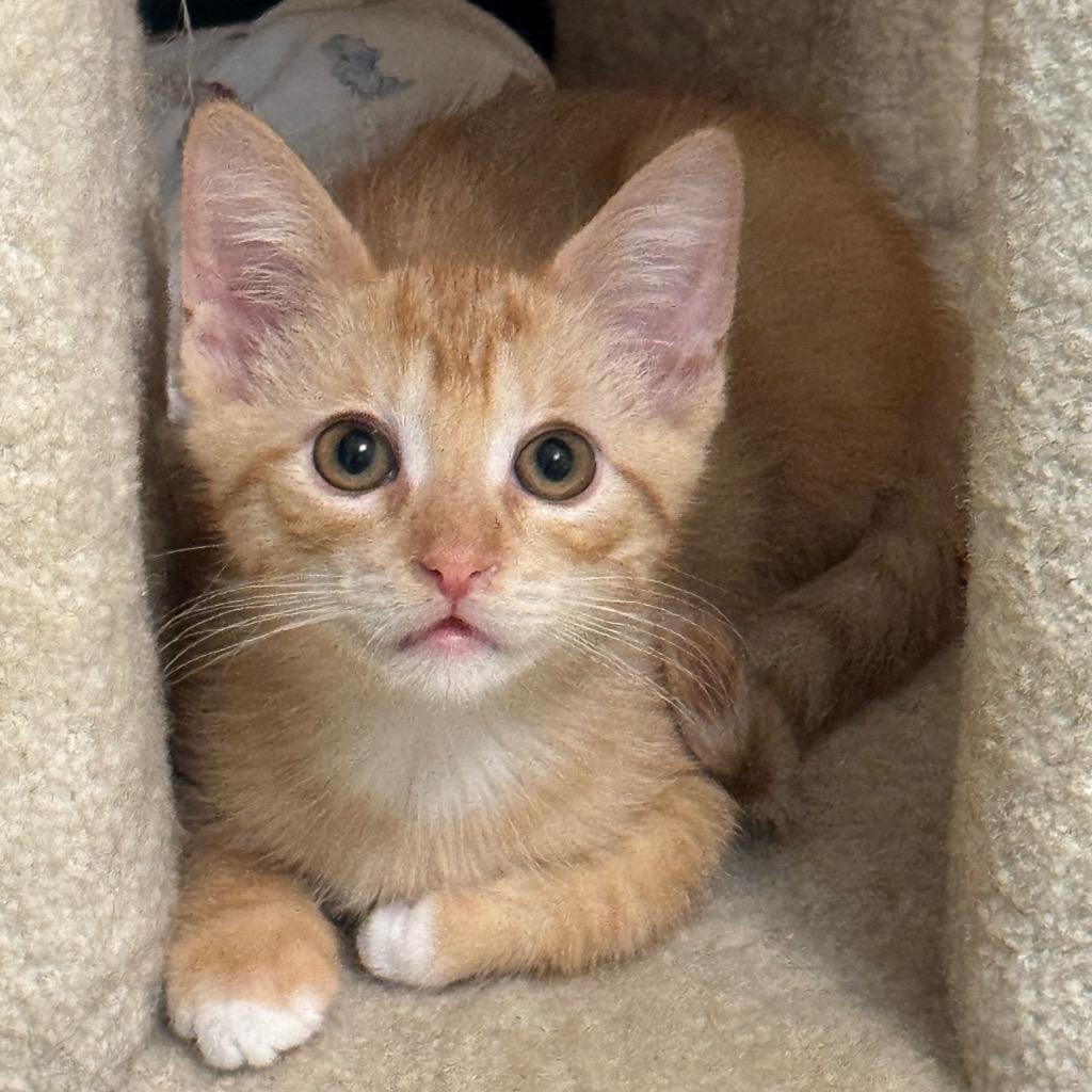 Enlarge Sunkist, a Adoptable mixed breed in Cambria, CA image 6/6