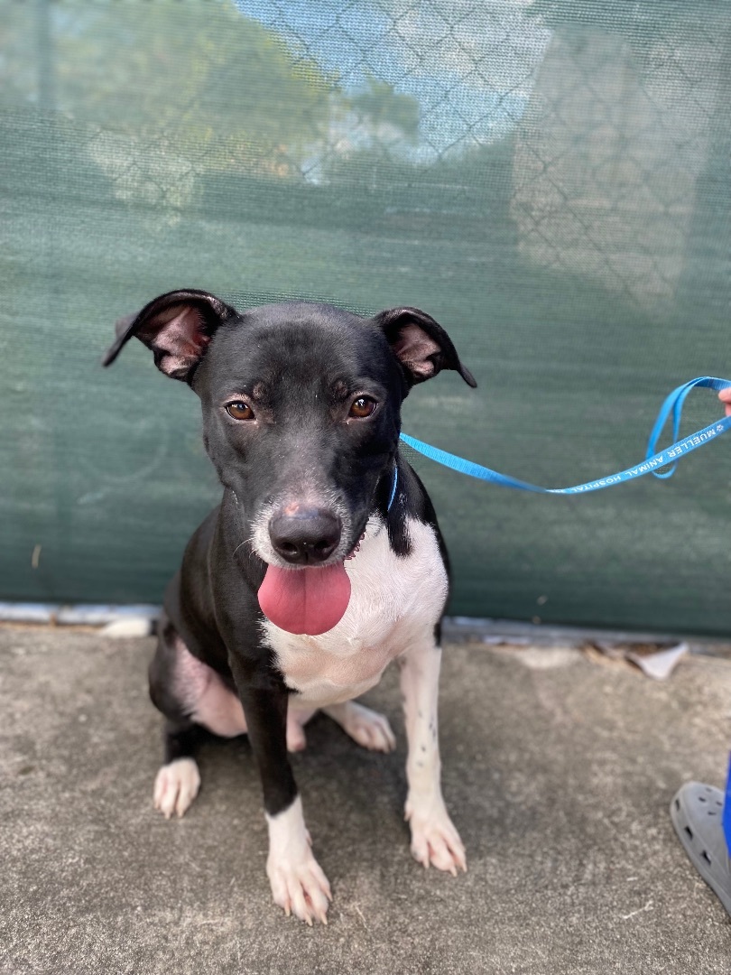 Gabe, Adopted, Young Male Labrador Retriever & Terrier.
