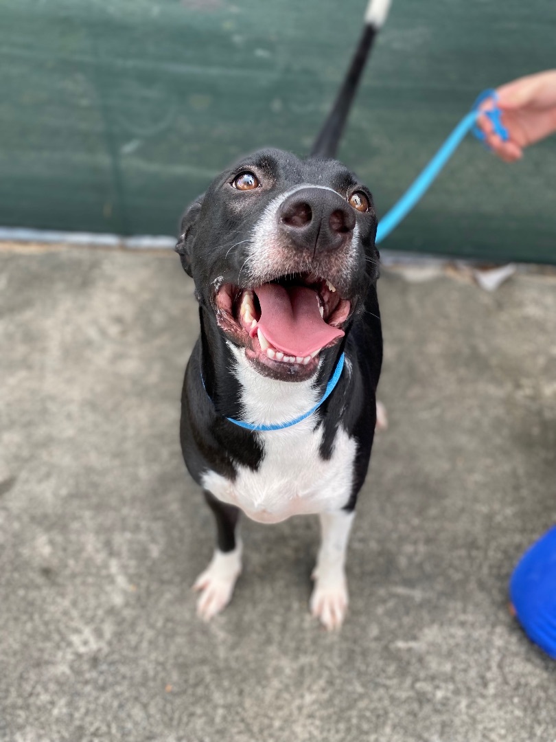 Gabe, a Adopted mixed breed in Hialeah, FL image 2/5