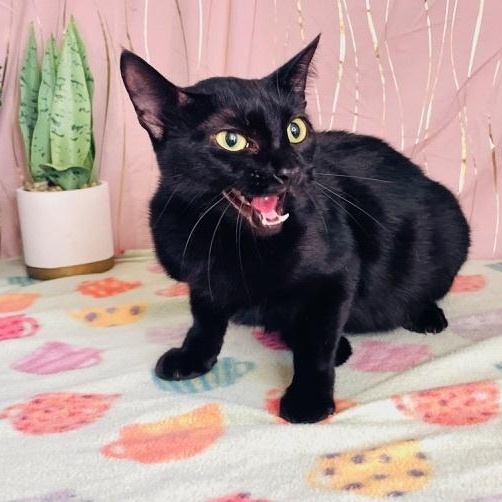 Abbey, a Adoptable Domestic Short Hair in Albany, NY image 3/4