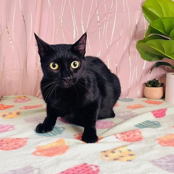 Abbey, a Adoptable Domestic Short Hair in Albany, NY image 4/4