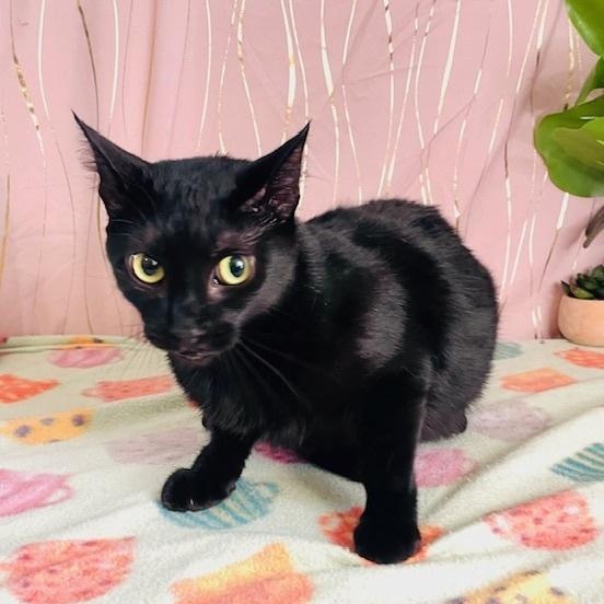 Abbey, a Adoptable Domestic Short Hair in Albany, NY image 2/4