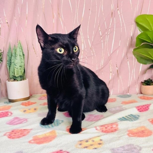 Abbey, a Adoptable Domestic Short Hair in Albany, NY image 1/4