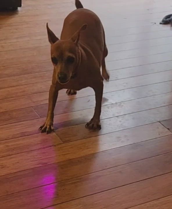 Enlarge Buttercup-Miniature Pinscher (fostered in NH), a Adopted Miniature Pinscher in Woolwich, ME video 9/14
