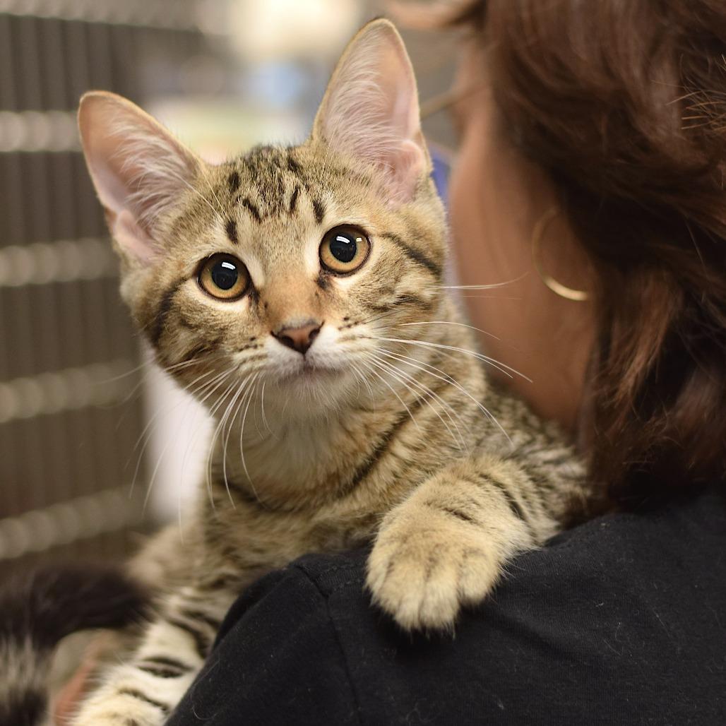 Brookie - DogDay Mascoutah, Adoptable, Kitten Female Domestic Short Hair.