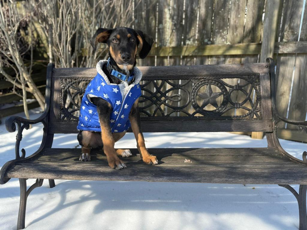Woodson, Adoptable, Puppy Male Hound & Mixed Breed.