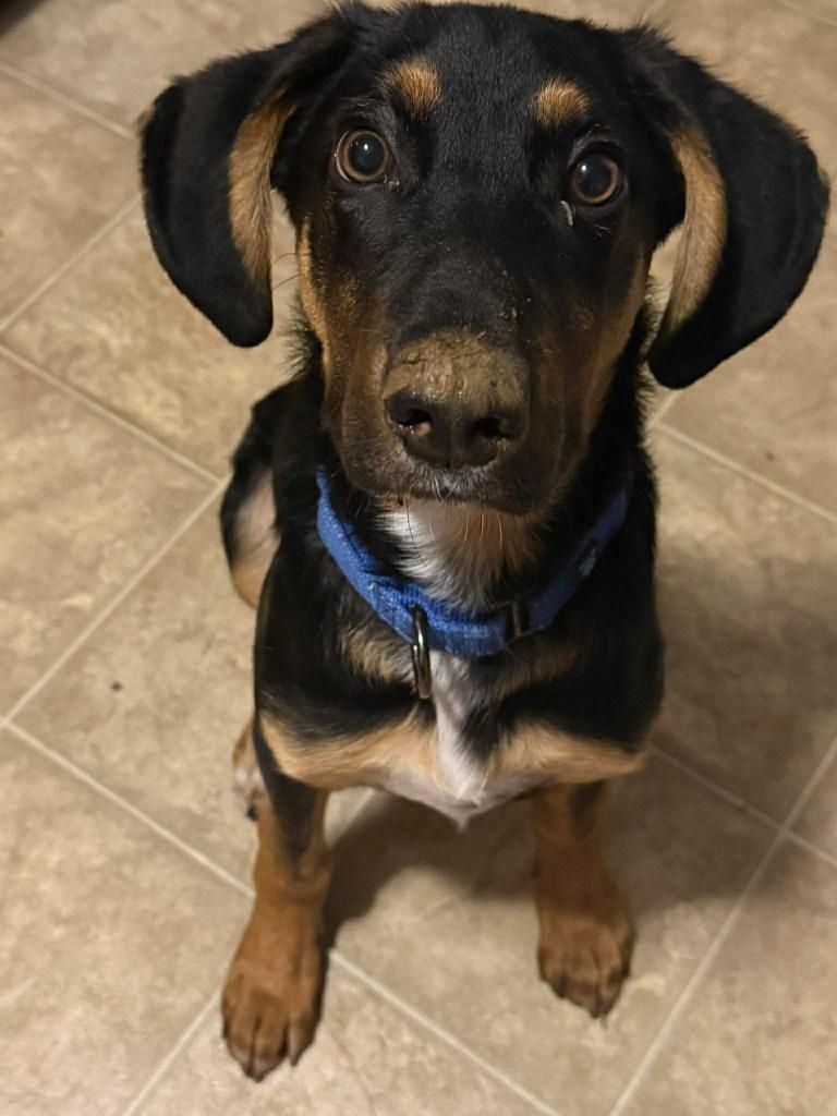 Woodson, a Adoptable mixed breed in Lexington, KY image 2/6