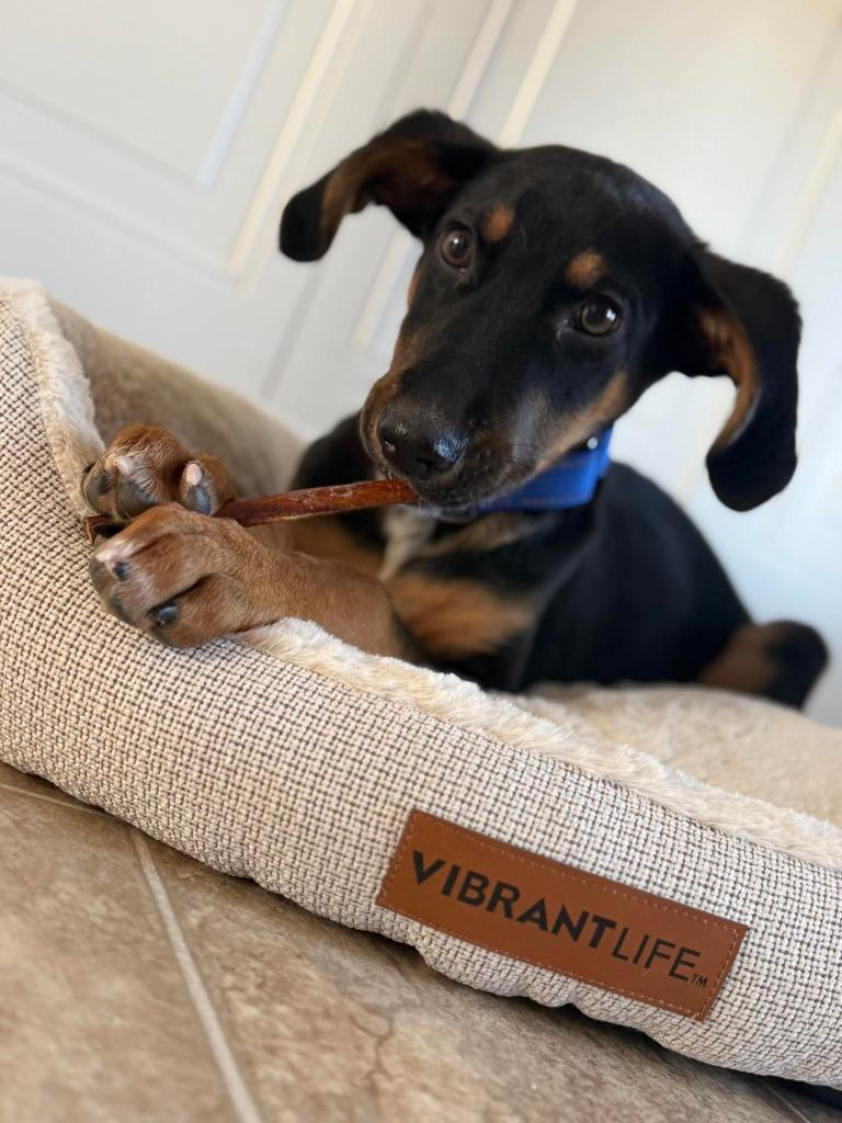 Woodson, a Adoptable mixed breed in Lexington, KY image 3/6