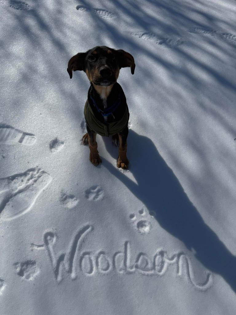 Woodson, Adoptable, Puppy Male Hound & Mixed Breed.