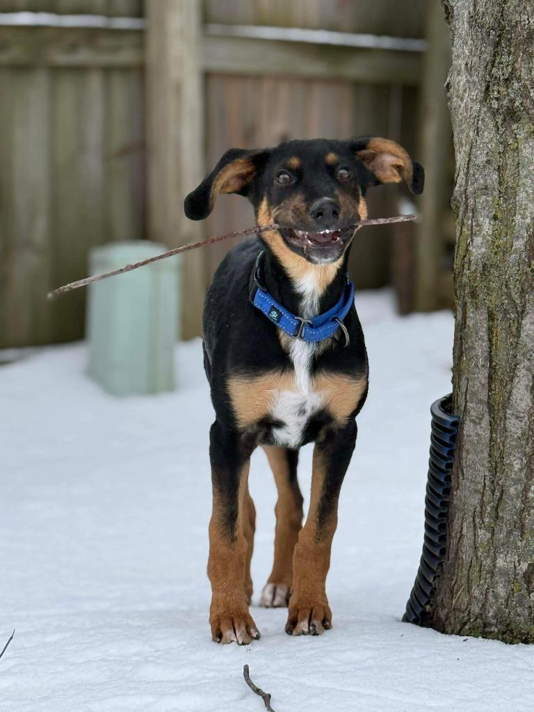 Woodson, a Adoptable mixed breed in Lexington, KY image 5/6