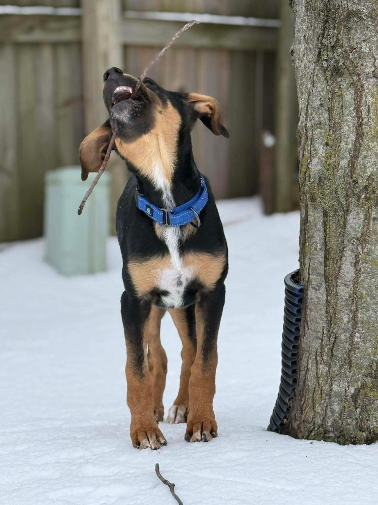 Woodson, a Adoptable mixed breed in Lexington, KY image 6/6