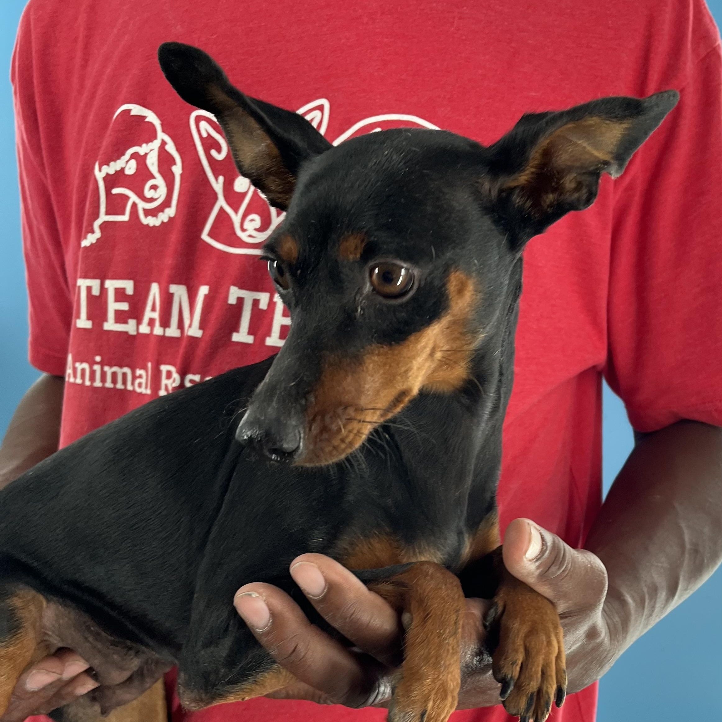 Maxie - Local August 28-30, an adoptable mixed breed in Beaverton , OR image 4/6