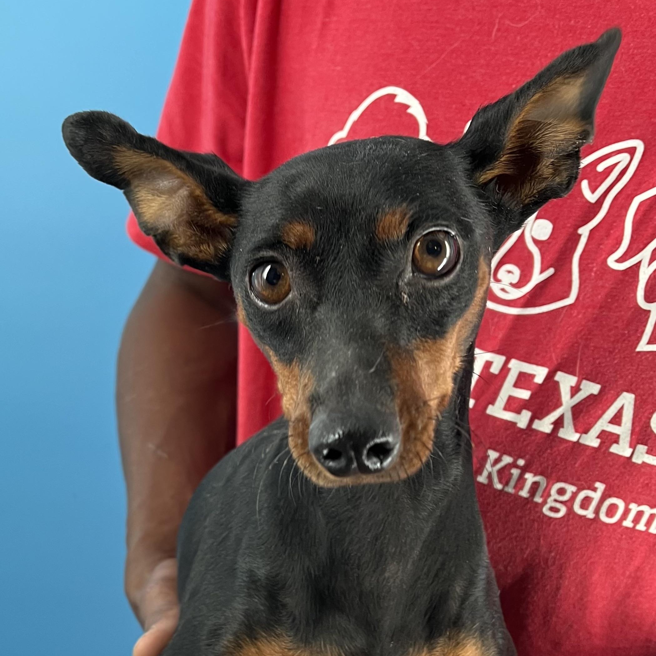 Maxie - Local August 28-30, an adoptable mixed breed in Beaverton , OR image 1/6