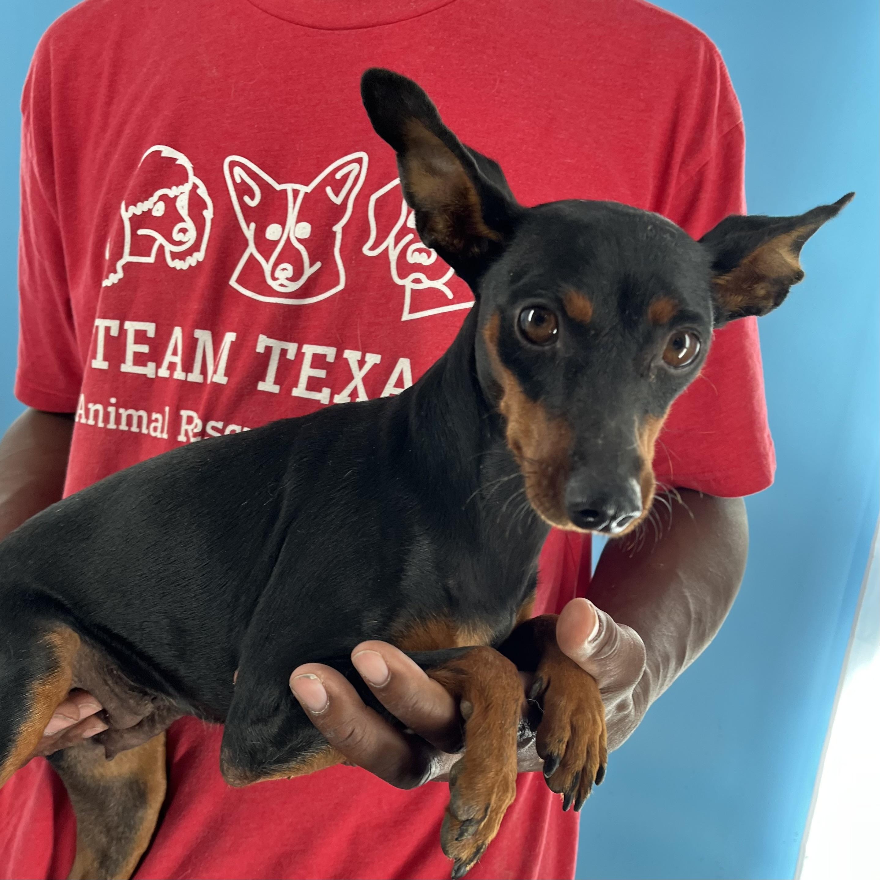 Maxie - Local August 28-30, an adoptable mixed breed in Beaverton , OR image 2/6