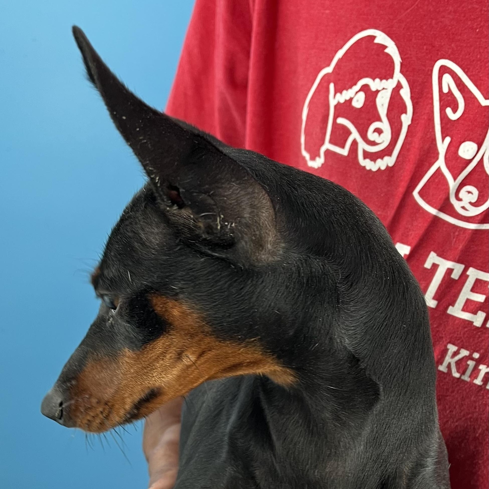 Maxie - Local August 28-30, an adoptable mixed breed in Beaverton , OR image 3/6