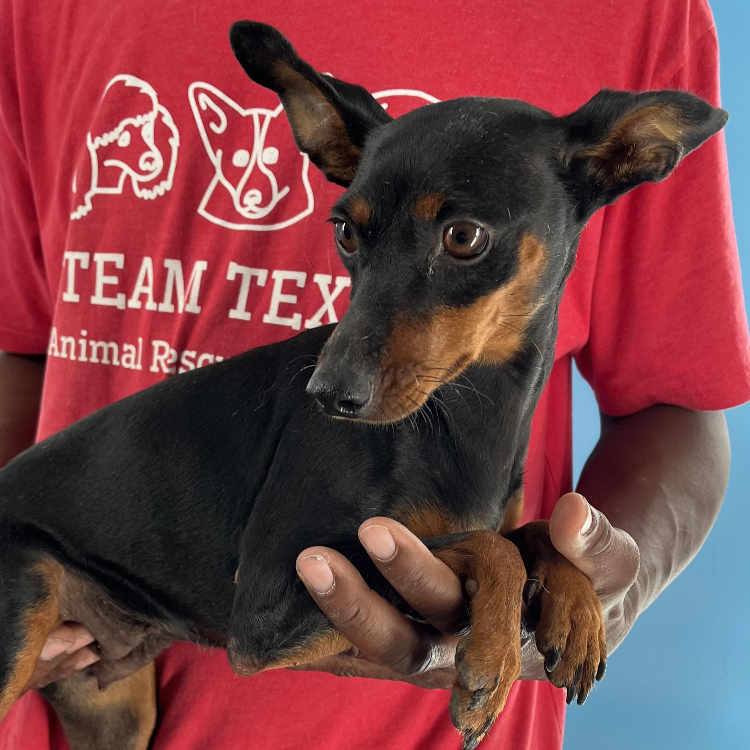 Maxie - Local August 28-30, an adoptable mixed breed in Beaverton , OR image 6/6