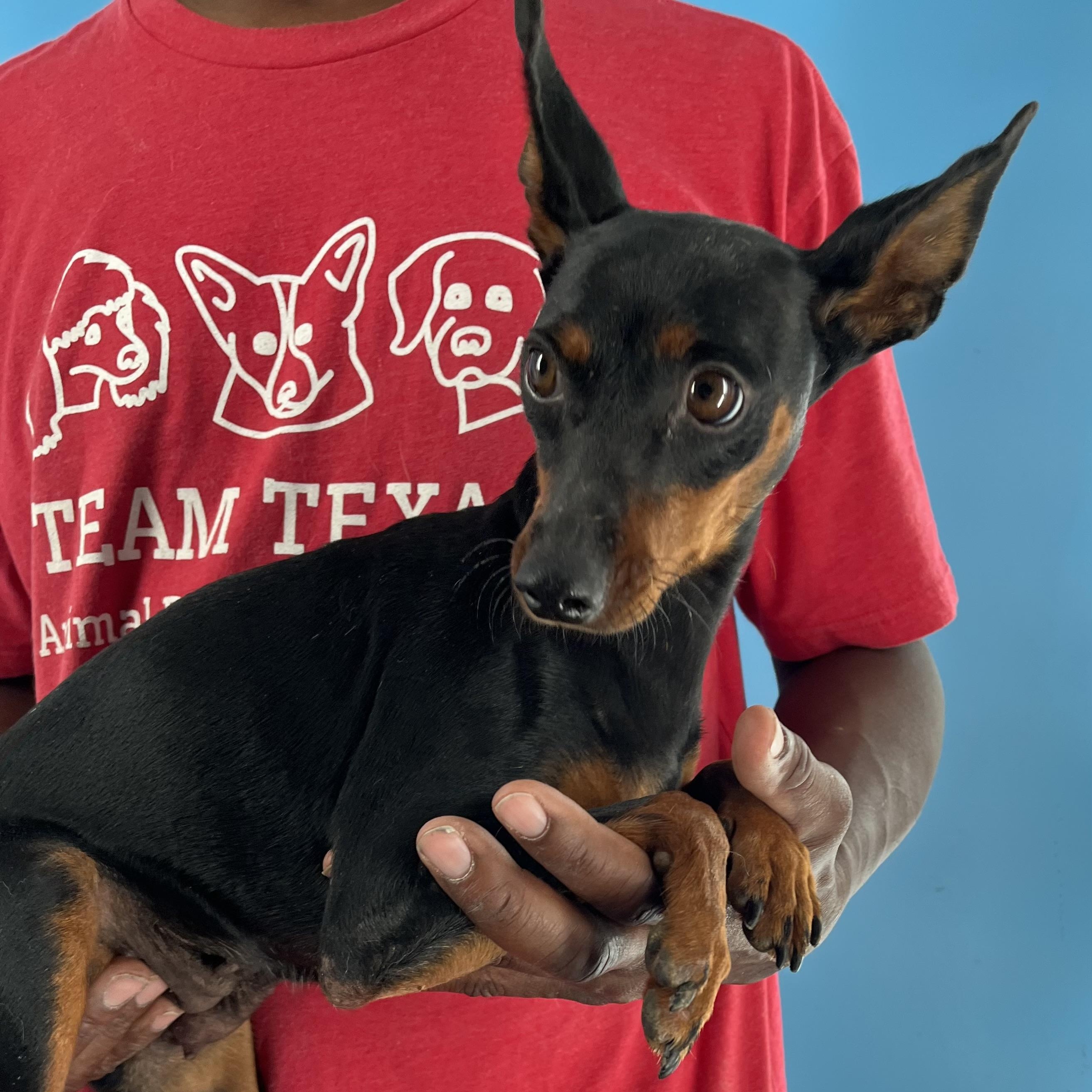 Maxie - Local August 28-30, an adoptable mixed breed in Beaverton , OR image 5/6