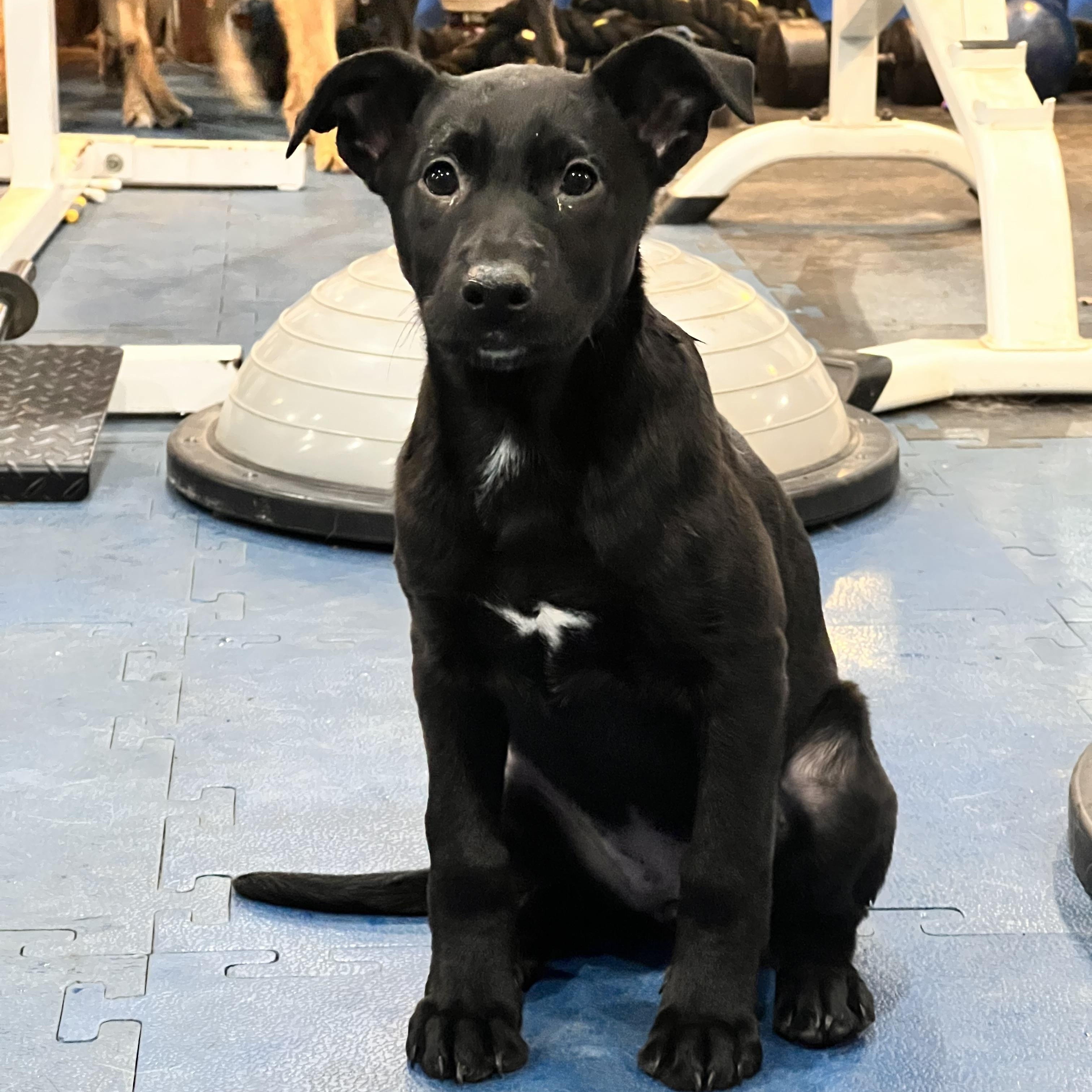 Enlarge Panther, a ADOPTABLE mixed breed in West hurley, NY image 1/1