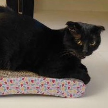 Enlarge Chester, a ADOPTABLE Domestic Short Hair in Waltham, MA image 1/4