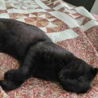 Enlarge Chester, a ADOPTABLE Domestic Short Hair in Waltham, MA image 2/4