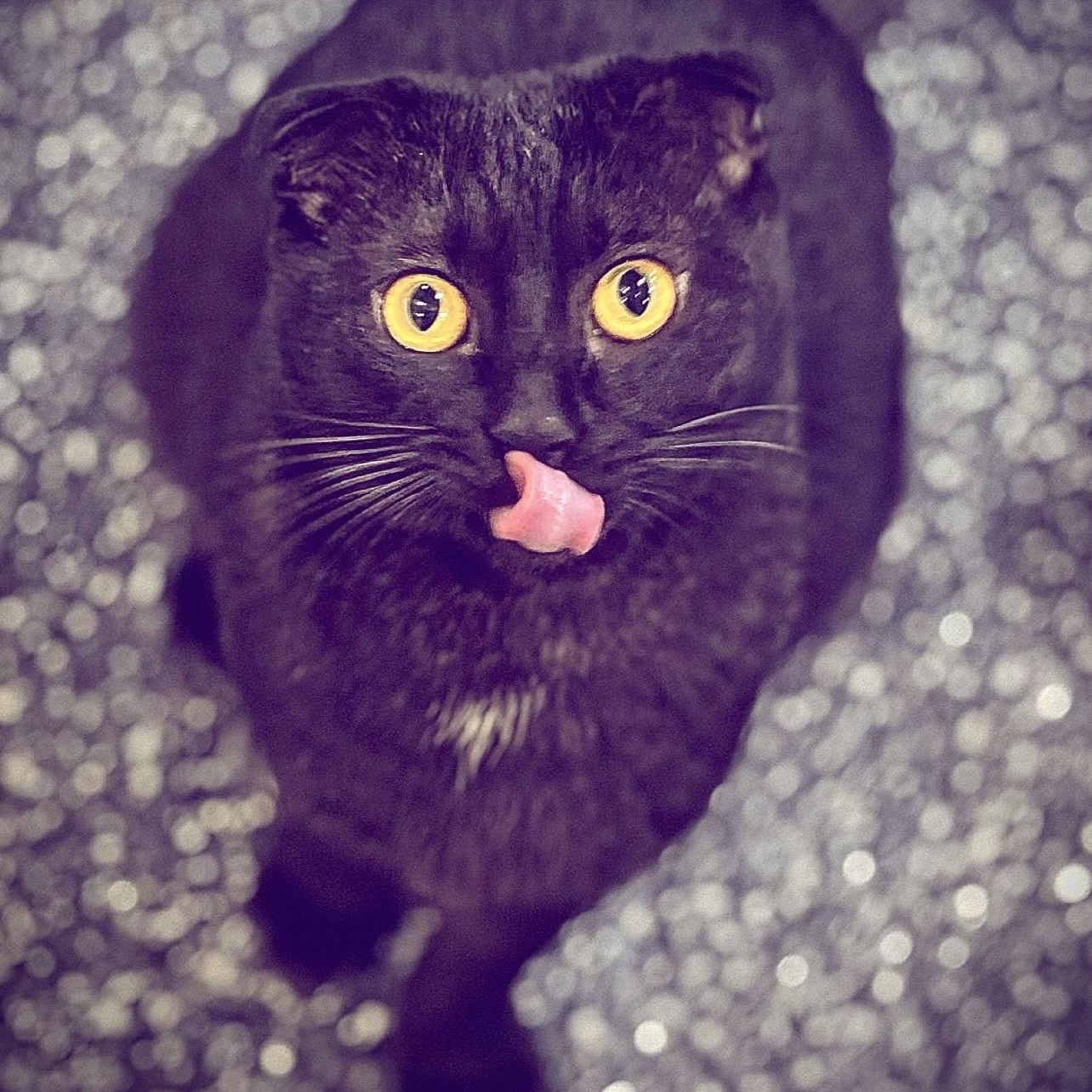 Enlarge Chester, an adopted Domestic Short Hair in Waltham, MA image 4/6