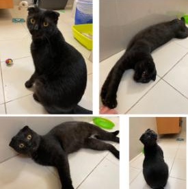 Enlarge Chester, a ADOPTABLE Domestic Short Hair in Waltham, MA image 3/4