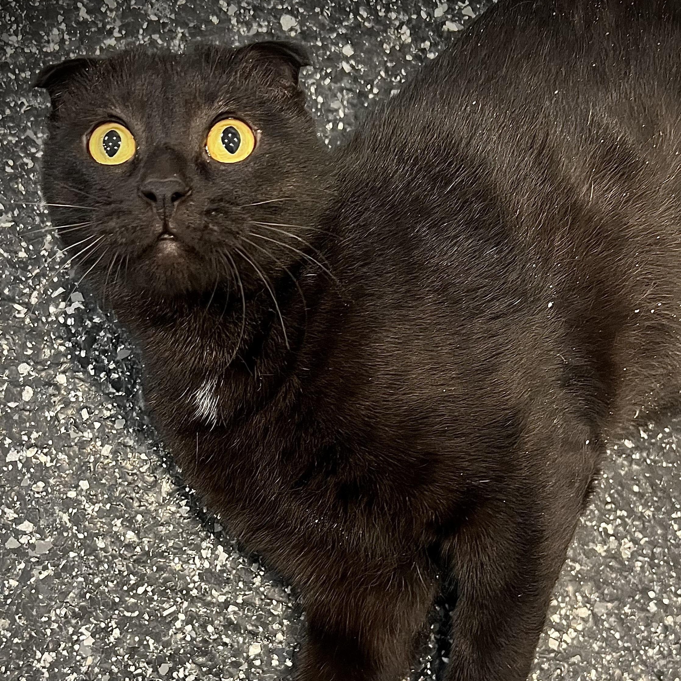 Enlarge Chester, an adopted Domestic Short Hair in Waltham, MA image 5/6