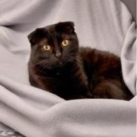 Enlarge Chester, a ADOPTABLE Domestic Short Hair in Waltham, MA image 4/4