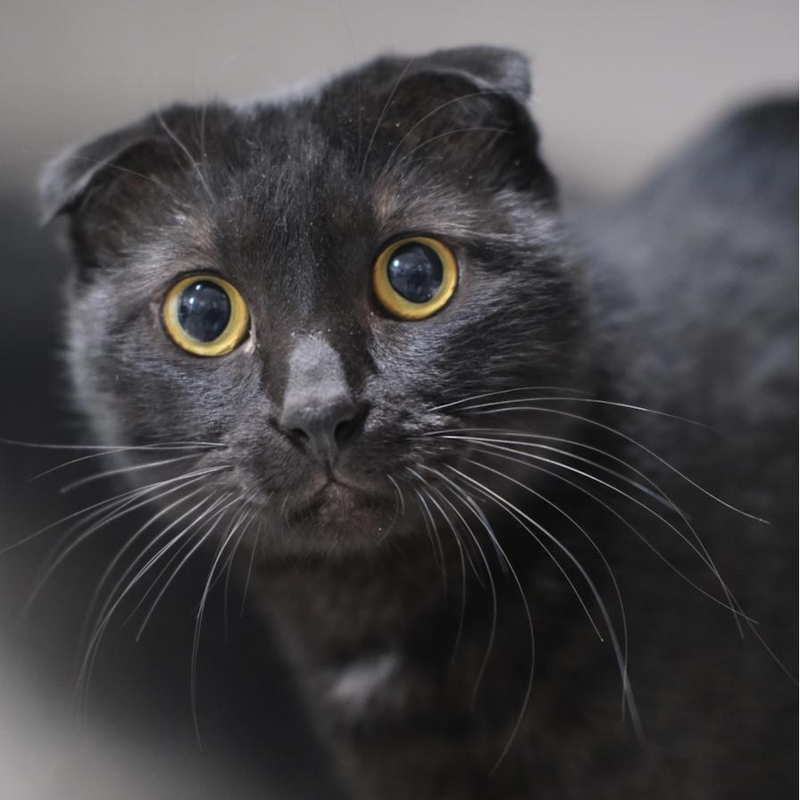 Chester, ADOPTABLE, Young Male Domestic Short Hair.