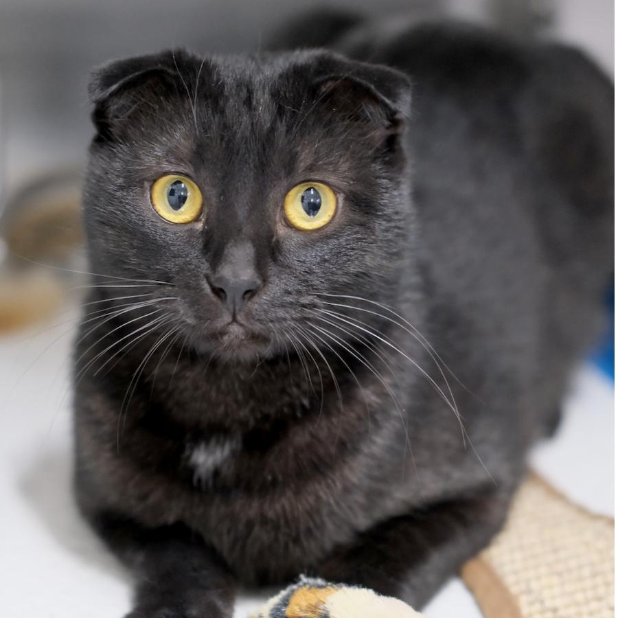 Enlarge Chester, an adopted Domestic Short Hair in Waltham, MA image 2/6