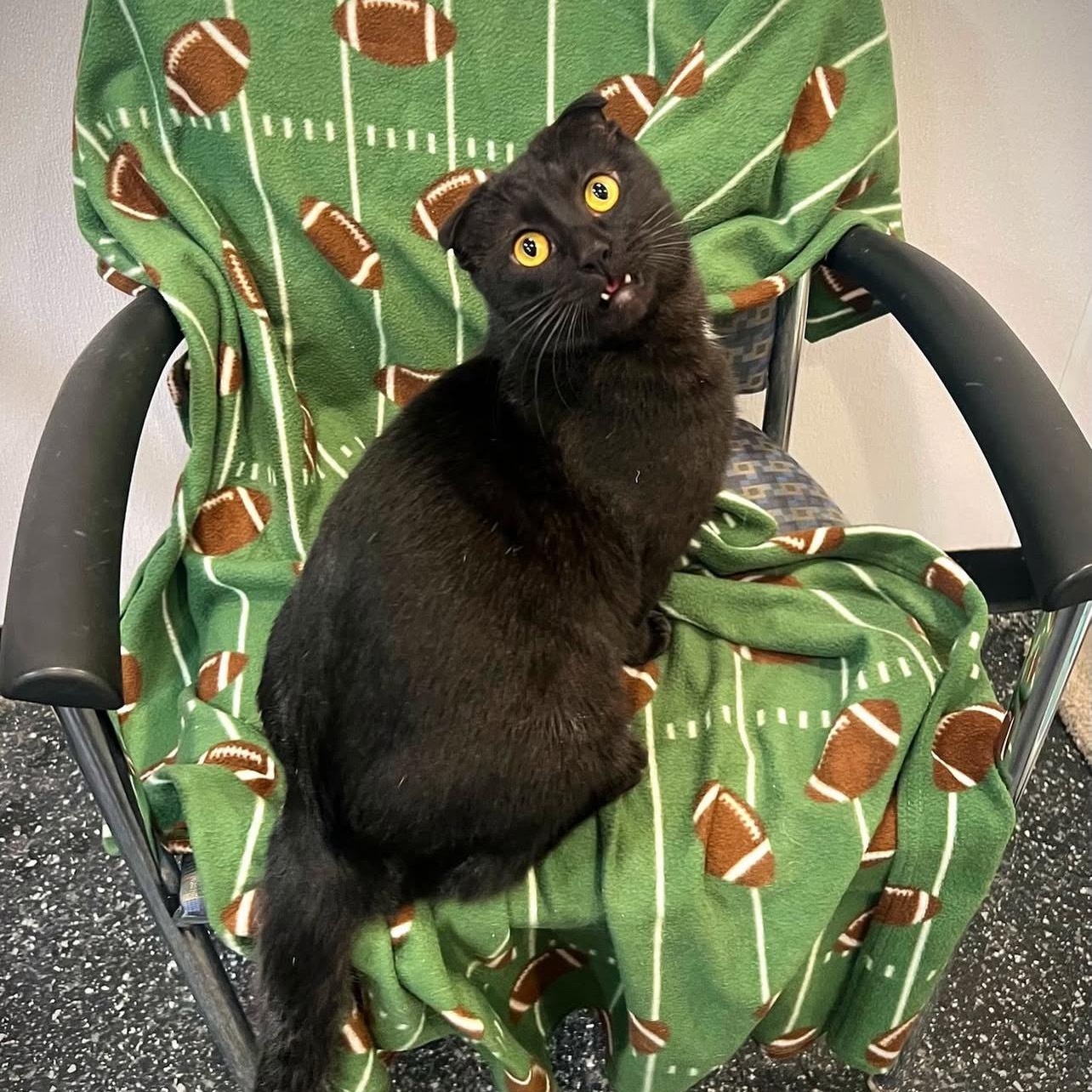 Enlarge Chester, an adopted Domestic Short Hair in Waltham, MA image 3/6