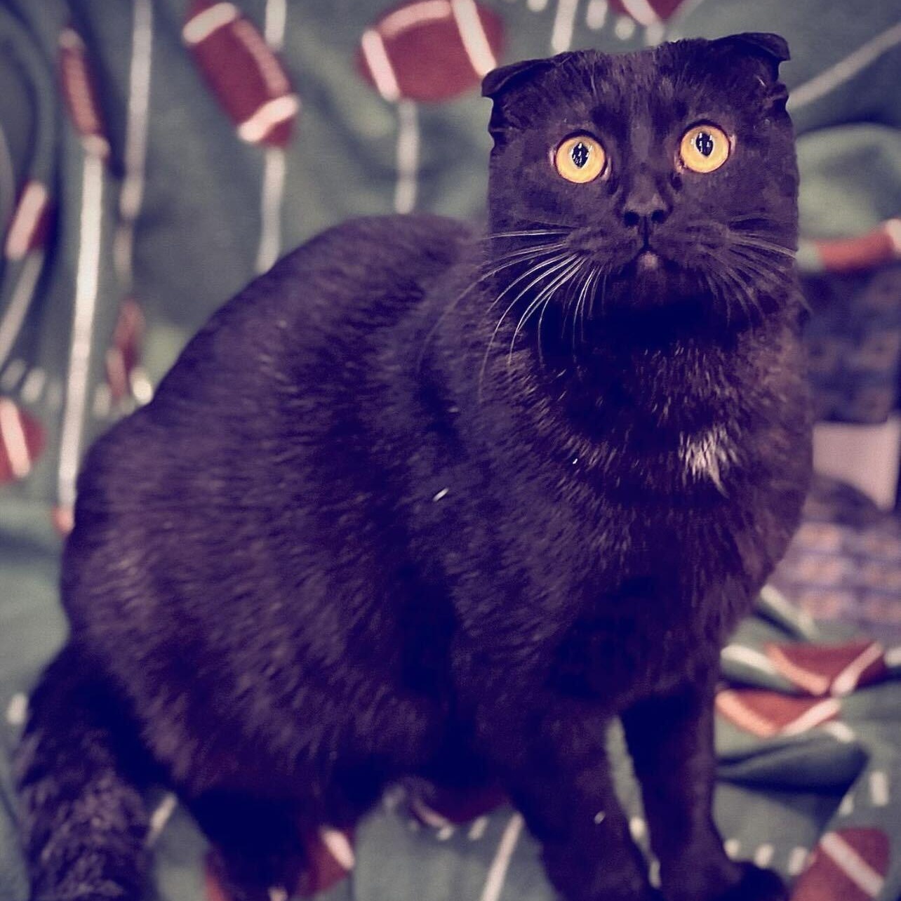 Enlarge Chester, an adopted Domestic Short Hair in Waltham, MA image 6/6